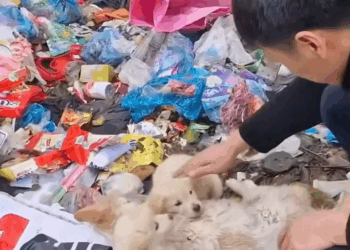 M2805006 Unconscious Mother dog and her puppies found in landfill She lay there weak forgotten and barely breathing