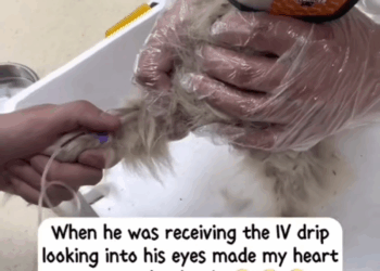 M2805007 Please be compassionate to animals like humans they need proper love and care