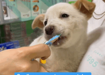 M2805014 La tiraron la calle así enfermita part 2