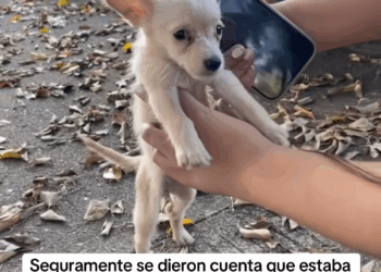 M0605006 La tiraron a la calle así enfermita 😥💔🐶 part 2