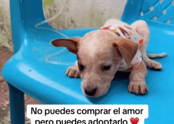 M2805016 Quien puede 4b4ndon4r algo tan lindo part 2