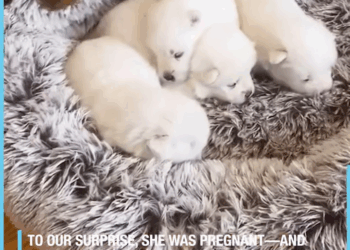 M2805020 Abandoned Samoyed Finds New Home part 2