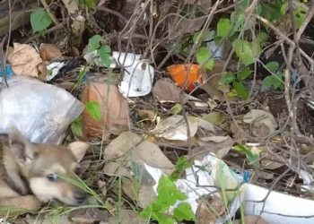 M2805024 animal animalrescue cat dog fypシ viralシfypシ By Love Animals part 2