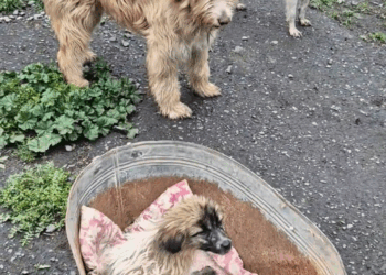 M2805032 Bu balanıda kənddə qonşu vurub belini onurğasını qırıb şikəst edib