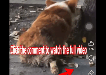 M2905001 Watch Part In Here https shelterus