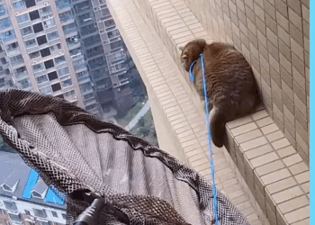 M2905003 Saving Cat On The 20th Floor part2