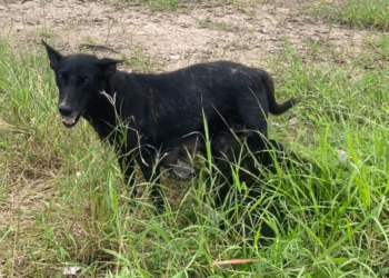 M2905004 เคยส ญญาไว จะมาร นน ทำตามส ญญาแล วนะแม ดำ ทาสหมา านหมาลำล กกา านหมาลำล กกา แม ของหมาจร part2