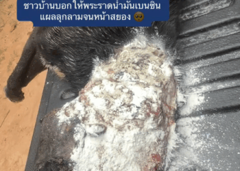 M2905005 Please help save the dog from the stray dog. Please help save the dog from the stray dog. Part 2