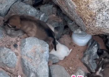 M2905006 Stray dogs cannot be chased away, but their mothers will protect their children. Stray dogs, dog slaves, stray dog ​​mothers, part 2