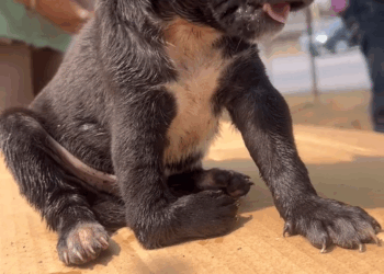 M2905007 Stray dogs cannot be chased away, but their mothers will protect their children. Stray dogs, dog slaves, stray dog ​​mothers, part 2