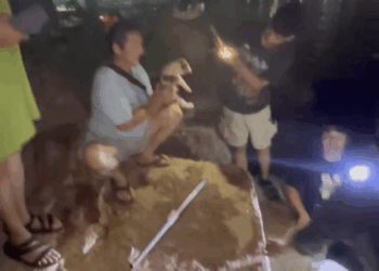 M2905008 Take both parents away. The rest of the animals in the water will not survive. Try for a long time until you succeed. Dog, dog, sea dog, dog, dog, mother of the wild dog part 2