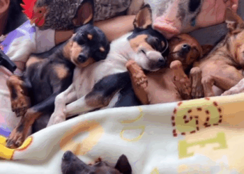 M2905009 Sophia seus pets amor vida Deus mundo facebookviral instagram Sophia Pinscher part2