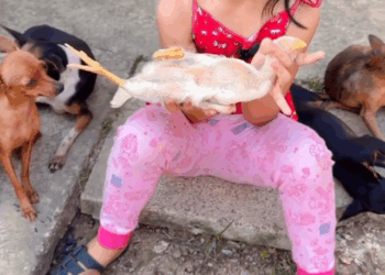 M2905011 Sophia seus pets Essa Sophia encantadora memes reelschallengereelschallenge viralreelschallenge brasil petcare