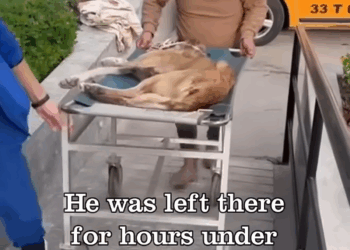 M2905016 He was seriously hit by car then left alone on rubble of brick to die slowly part2