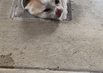 M2905018 Stray Kitten Rescued From Drain Pipe ViralHog part2