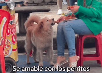 M0605009 Por favor, NO cuesta nada darles un bocadito 🥹🙏 part 2