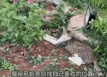 M2905020 Woman Found Bag Of Kittens Outside Her Door kitten catshorts part2