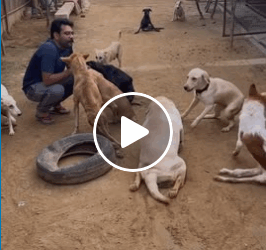 M2905021 Help paralyseddog vosah part2