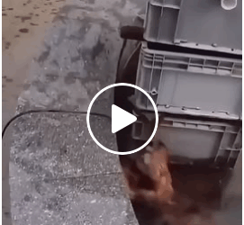 M2905022 Puppy Dog Cat real Friends part2