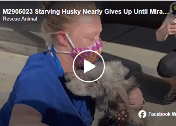 M2905023 Starving Husky Nearly Gives Up Until Miracle Happens The Dodo part1 part2