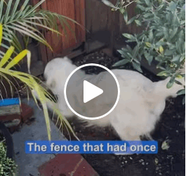 M2905024 Lonely dog gets the surprise of his life part2