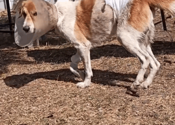 M2905026 Rescued Poor Dog with Giant Tumor wandering in the street
