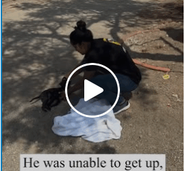 M2905027 An injured Tiny Puppy was found lying on the Road saahasforanimals puppyrescue InjuredPuppy puppyrescue PuppyRoadaccident neurologicaldisor part2