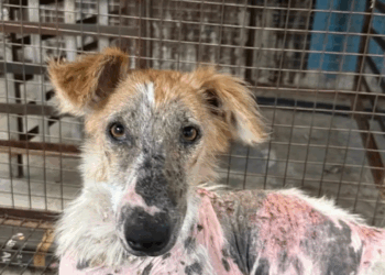 M2905030 Meet Antara courageous street dog battling severe skin infection