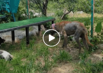 M2905032 This cute dog has terrible mange maggot wounds and malnutrition but he refuses to give up part1 part2