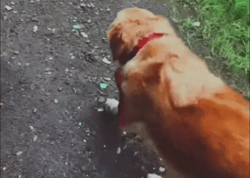 M2905031 Abandoned Labrador suffering from Seizures finds his forever home part2