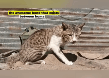 M2905034 Cat Head Trapped in the Iron Window Cat Head Stuck in Window part2