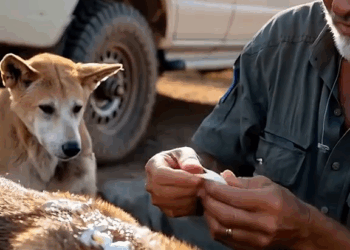 M2905035 Wild Dog Rescue Watch This Dingo Incredible Recovery AnimalRes part2