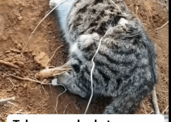 M29044 Berbuat baik lah terhadap ciptaannya