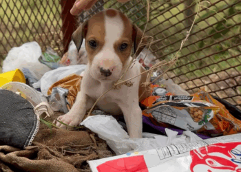 M0605012 Quien puede 4b4ndon4r algo tan lindo 🐶😢💔 part 2