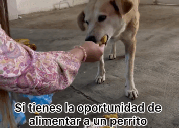 M0605013 Todo seria diferente, si todos los ayudáramos 🥹🙏 part 2