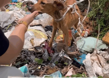 M0605014 Todos merecen tener una segunda oportunidad 🐶♥️ part 2