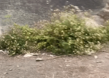 M0605016 枋寮橋堤防邊 part 2