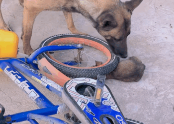 M29041 DOG LOVE part 2