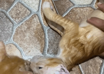 M0605018 Di tinggal pergi 3 hari tau tau udah begini 😭😭🥲 Selamat jalan ya cingg surga untukmu😭 #kucing #kucings part 2