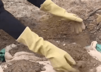 M0605019 #dogrescue #adopteddog #animalcare #puppyrescue #savelife #dog #pets #humanity #doglovers #puppylove #puppy part 2