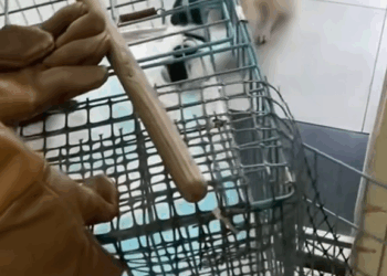 M0605021 reactions Que bonito #fypシ #fypシ゚ #cute #animals El Clan del Pasado part 2