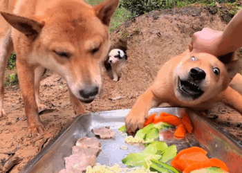 M29045 🤣🤣🐶baby puppies hungry and puppies eating #eating #grow #cute #trending #pets #puppy #viral #happy #do part 2