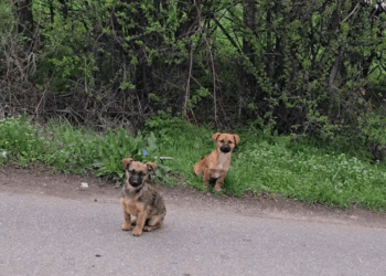 M30516 More puppies dumped on the street
