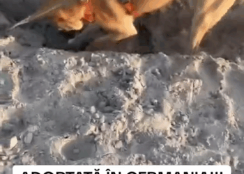 M30517 Uitați vă până la sfârșit… povestea ei are un final cât se poate de fericit! ❤️ Doriți sa susțineți c Part 000