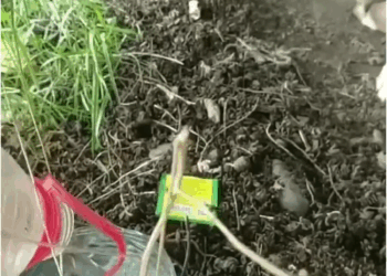 M30518 Heartbreaking mom & her newborn puppies were thrown away without any mercy