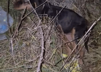 M30519 I received a call to help a badly injured puppy who has been struggling with a serious injury for se part 2