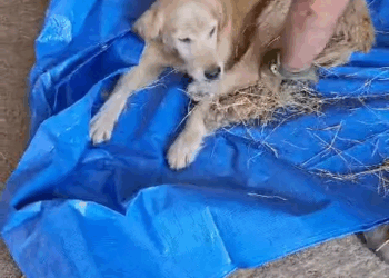 M30521 Today I got a call to pick up an old retriever who is very neglected