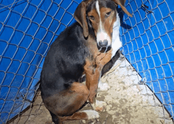 M30522 Tonight someone threw the hunting dog over the fence again!!! The dog was terrified! I don’t know wha Part 000