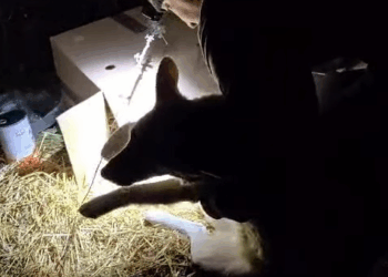 M30523 s Even though common sense says not to take a dog, I still went to get her