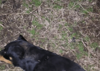 M30524 I received a call from a friend who came across a dog that, according to the locals who live there, part 2